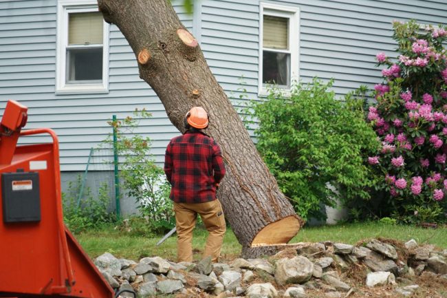 Tree Removal Cost